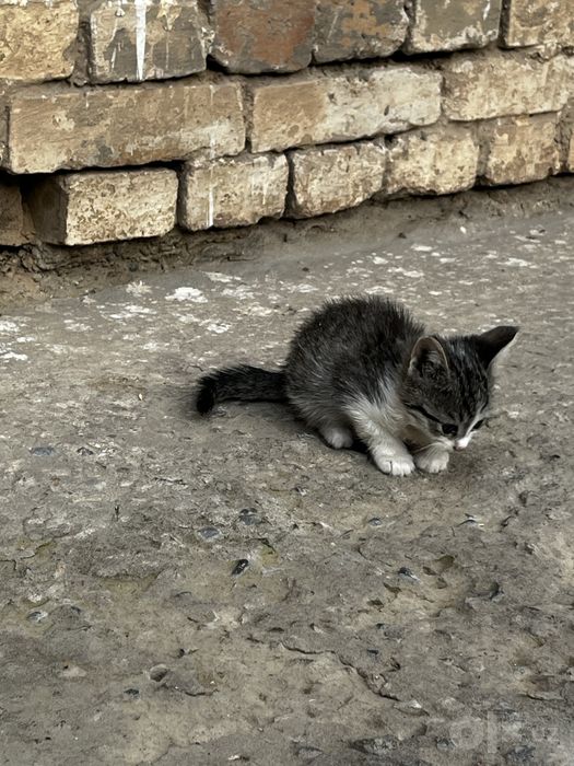 Котята бесплатно в добрые руки!