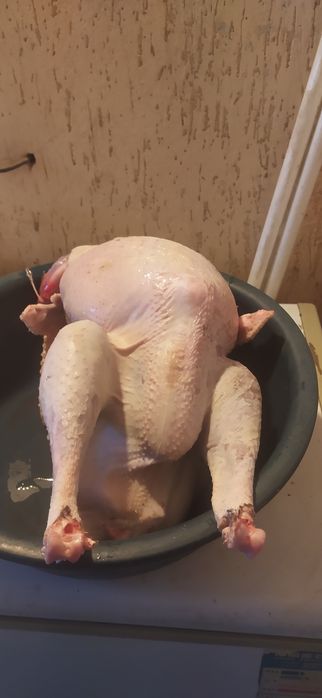 Перепелка на продаже