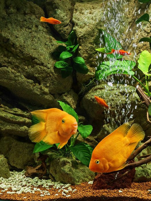 Vând 2 pești papagali mascul și femelă 25-30 cm adulti