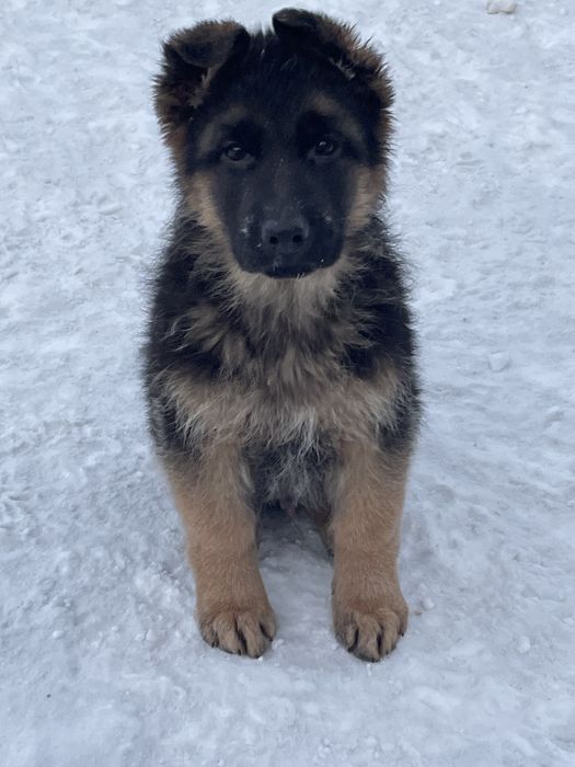 Щенки немецкой овчарки