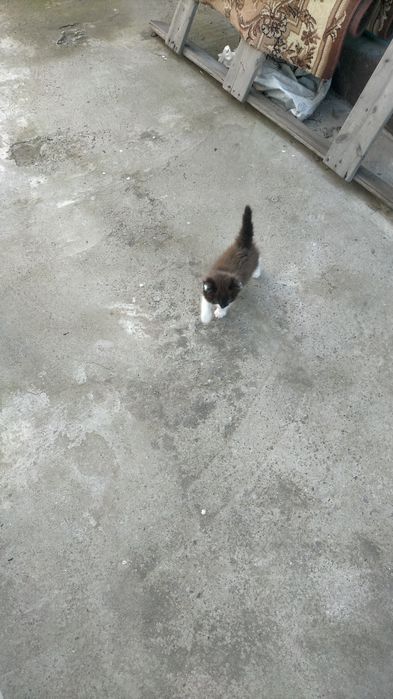 Отдам котенка девочку