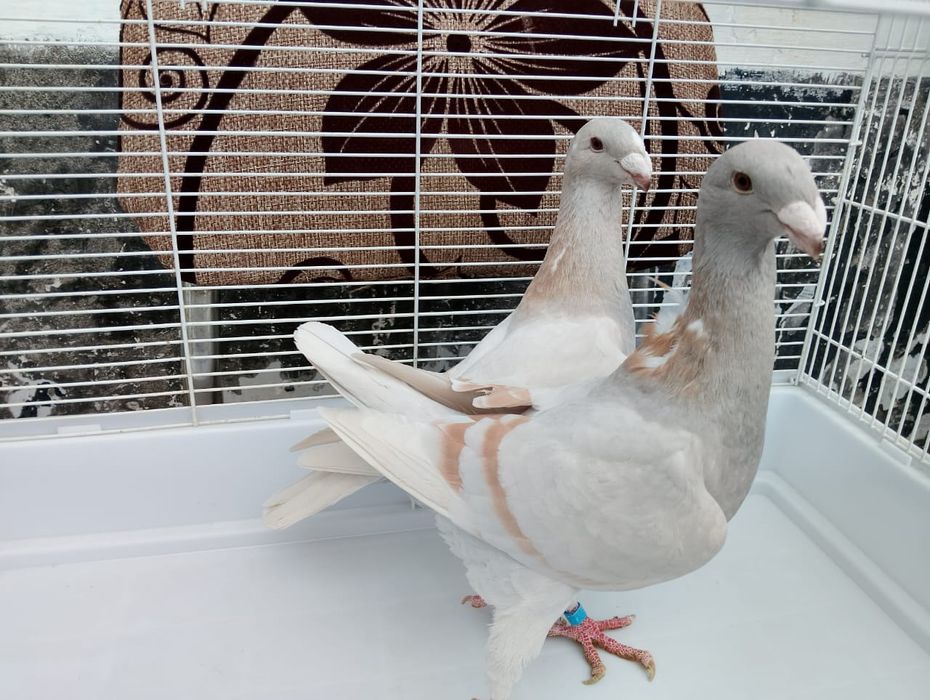 Продаются  немцы