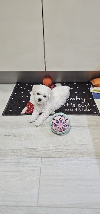 Bichon Frise cu pedigree-pregătiți să-și umple noua familie cu dragoste și bucurie
