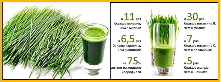 Витграсс/ростки пшеницы