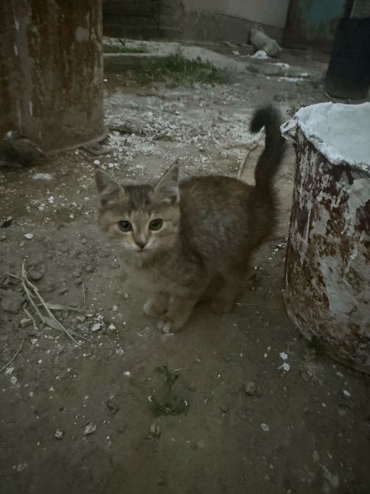 Отдам кошку в хорошие руки