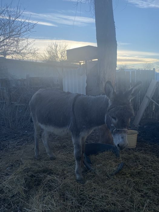 Айғыр ешек сатылады