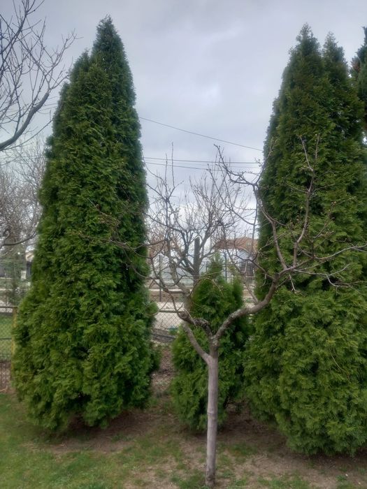 Vând pomi tuia diferite dimensiuni