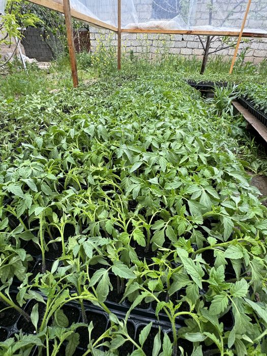 Помидор көшет, саженцы помидора