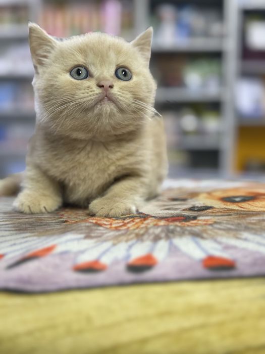Котенок британец!