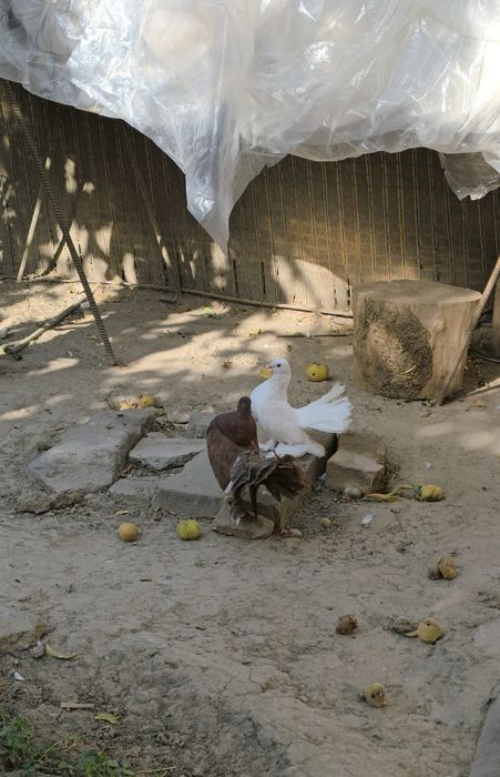Kaptarlar zoti Pavlin