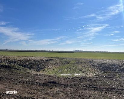 Cota 1/2 teren extravilan. Loc. Dor Marunt, Jud. Calarasi