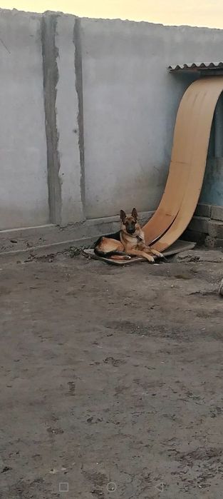 Ето собака не зариажен