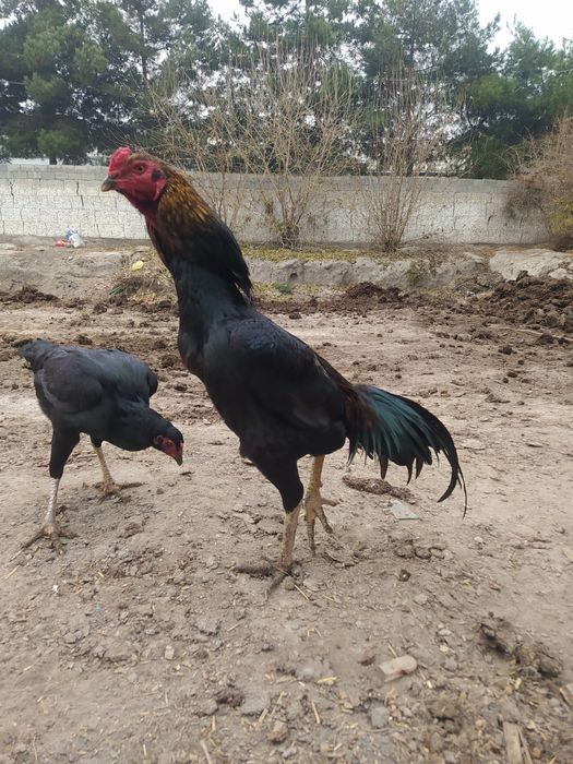 Dakang horoz sotladi