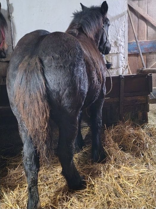 Mânză ardeneza de vânzare