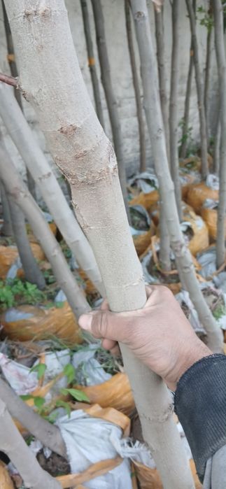 Chinor bor Toshkent da