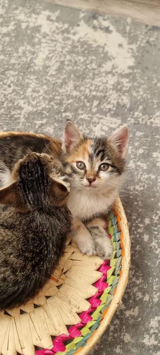 Отдам котят в добрые руки