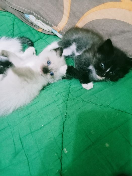 Отдам котят в добрые руки