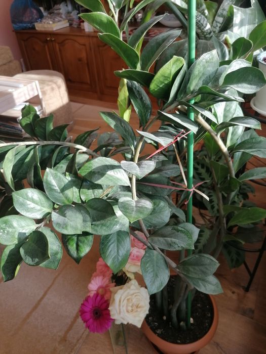 Цвете Замиокулкас