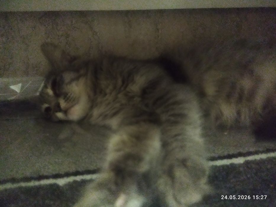 Отдам кошку в хорошие руки