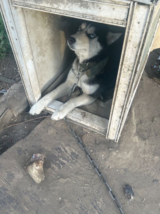 Собака в добрые руки