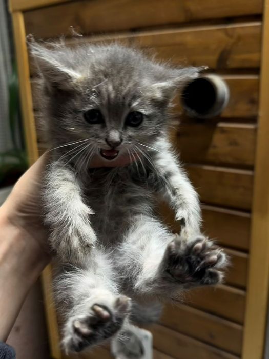 Котёнок в добрые руки
