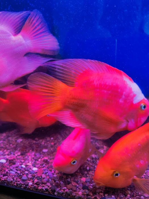 Продаю Крупных попугаев