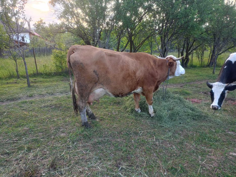 Vaca baltata romaneasca si vitel