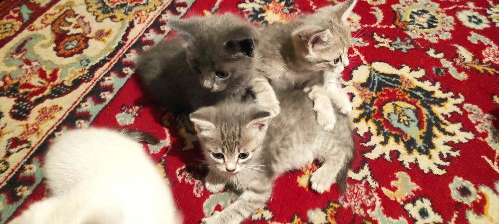 Дарю очень милых котят.