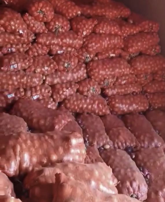 Продам лук репчатый