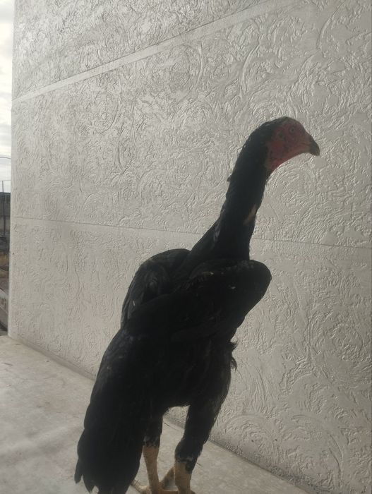 Дакан товукла сотувда.