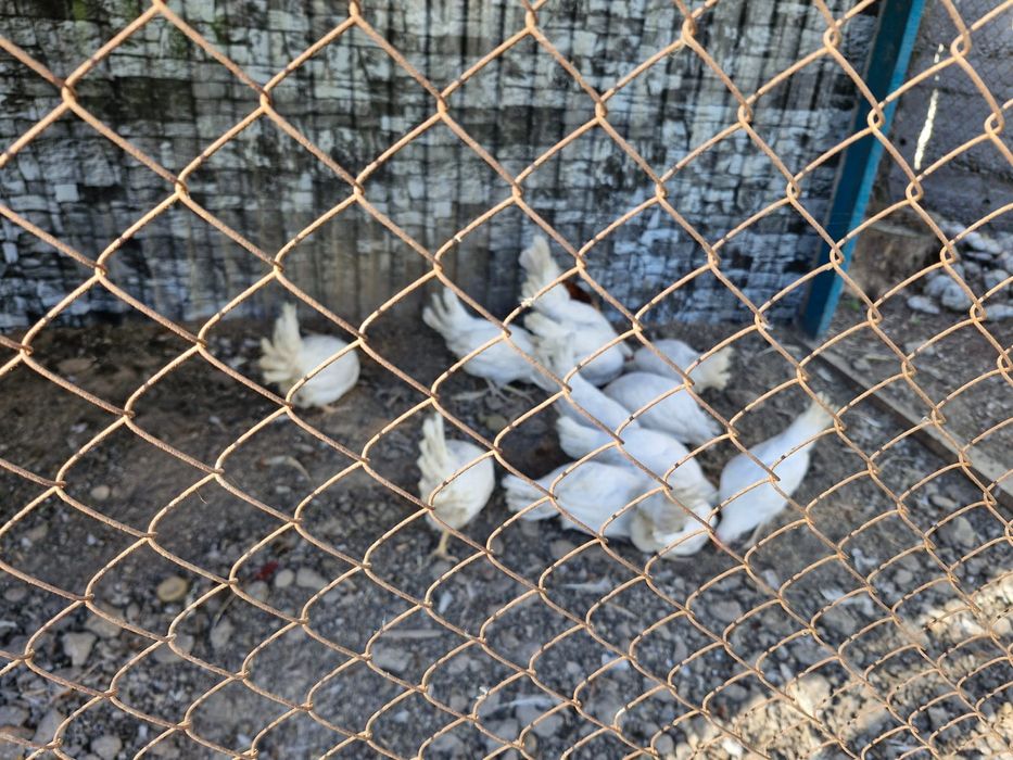 Куры Коралл продаю