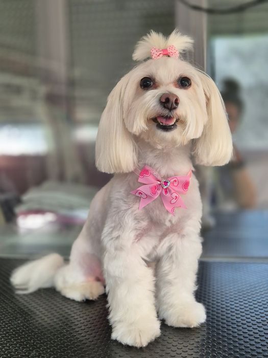 Frizerie canina Constanta