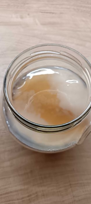 Комбуча гъба scoby + стартер течност за напитка