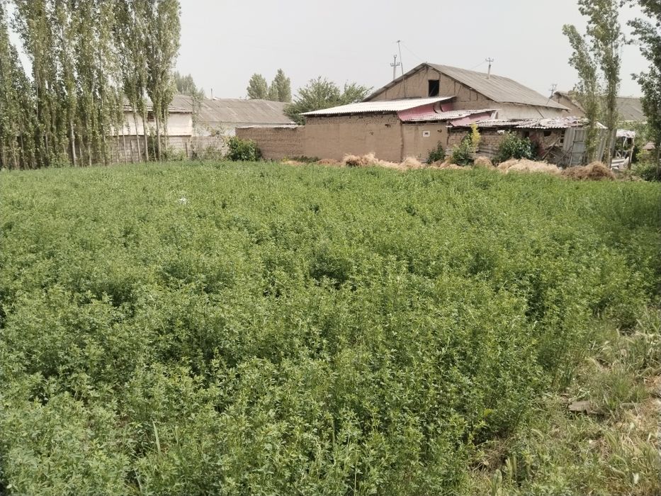 Yer sotiladi 4 sotix