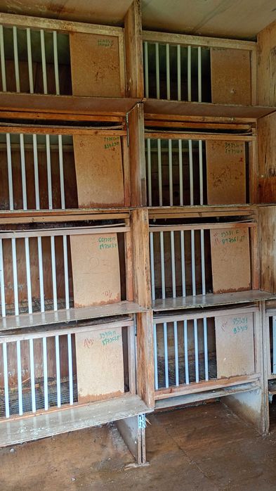 Boxe porumbei de vânzare