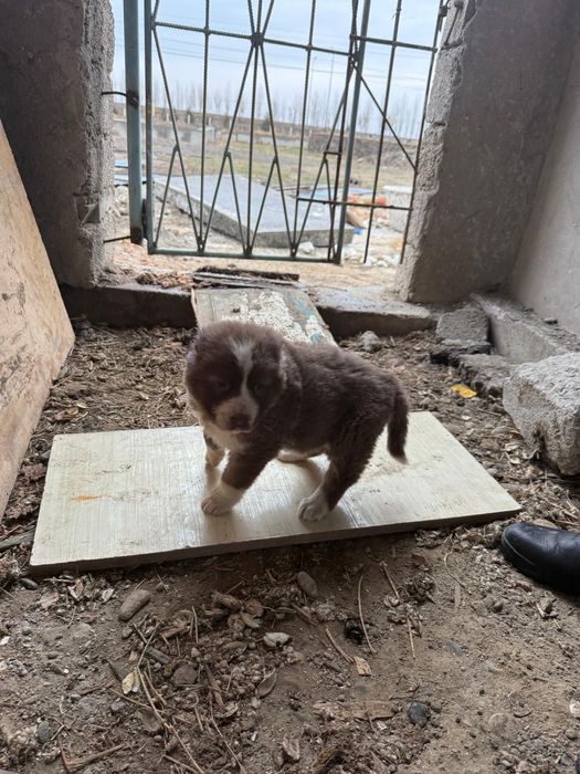 Ұрғашы күшік сатылады