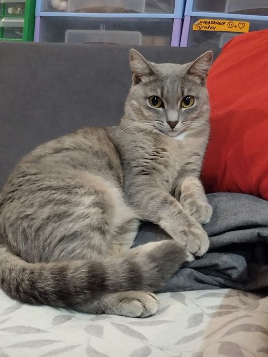 Кошечка в добрые руки