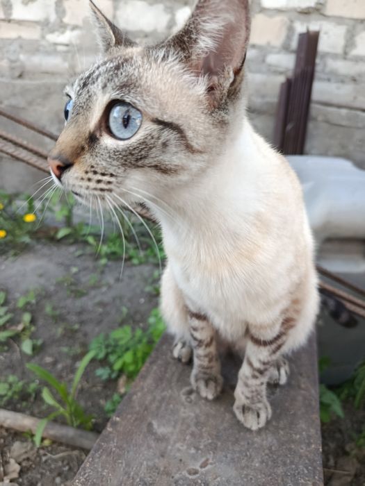 Потерялась кошка