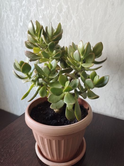 Денежное дерево цветущее