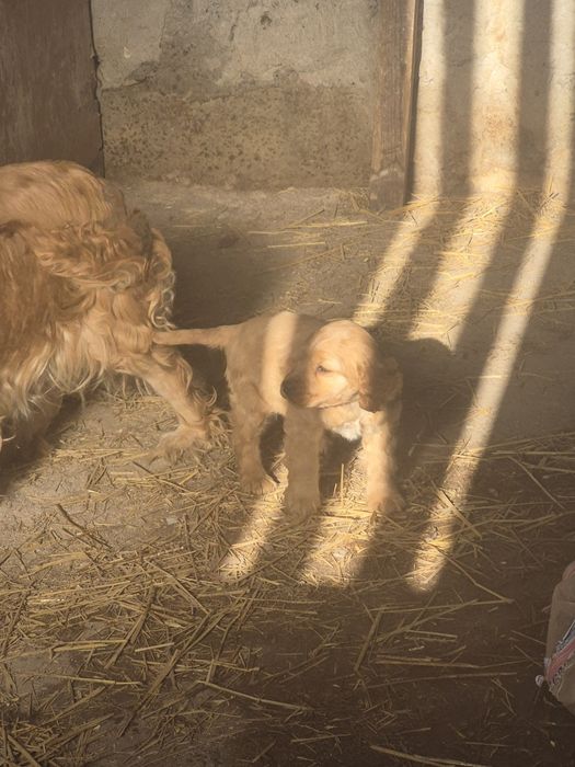 Англиски -Кокер-шпаниол