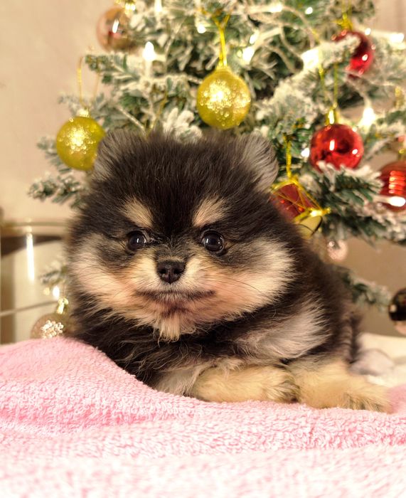 Мини шпицы девочки тип мишка