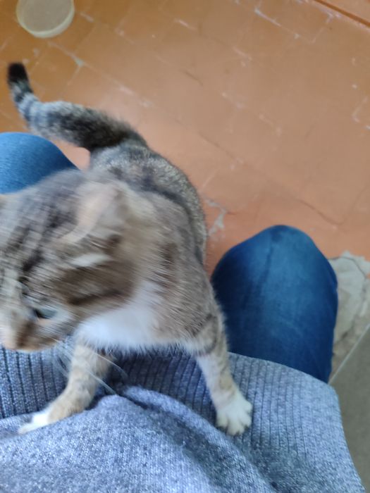 Молодая кошечка ищет дом