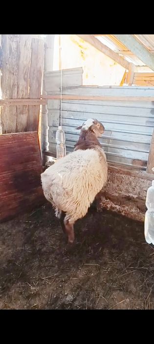 Продам барана тохты кошкар