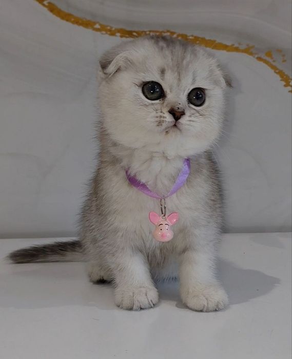 Продаются Шотландские котята Скотиш Фолд и Скотиш Страйт