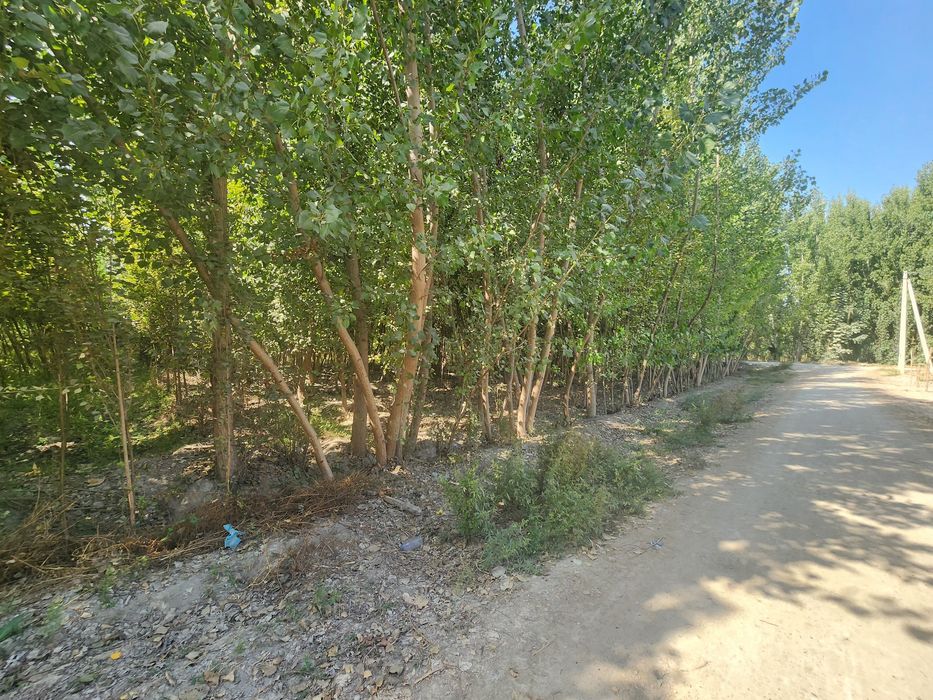 Chek sotiladi yozyovon tumani soyboyi qishlogida