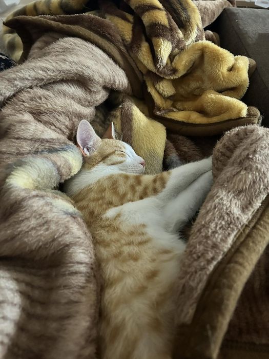 подаряват се котенца