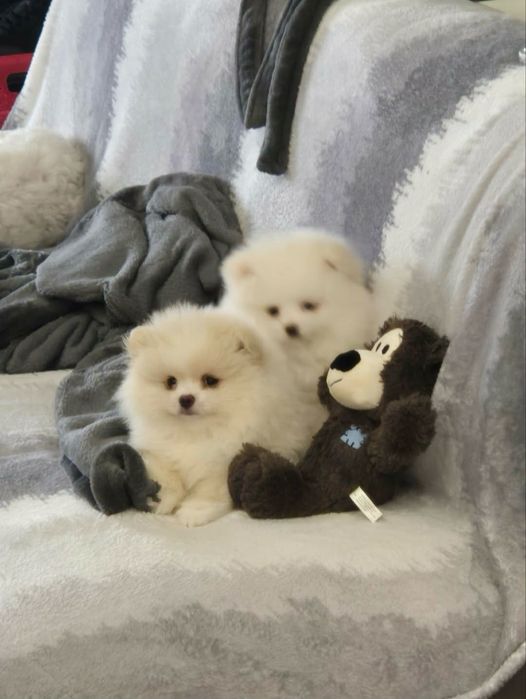 Pomeranian mini toy Boo