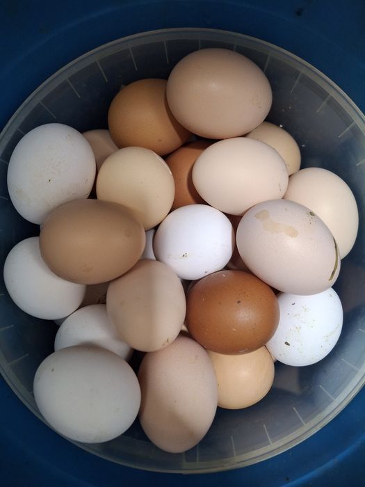 Домашние яйца в свежем виде