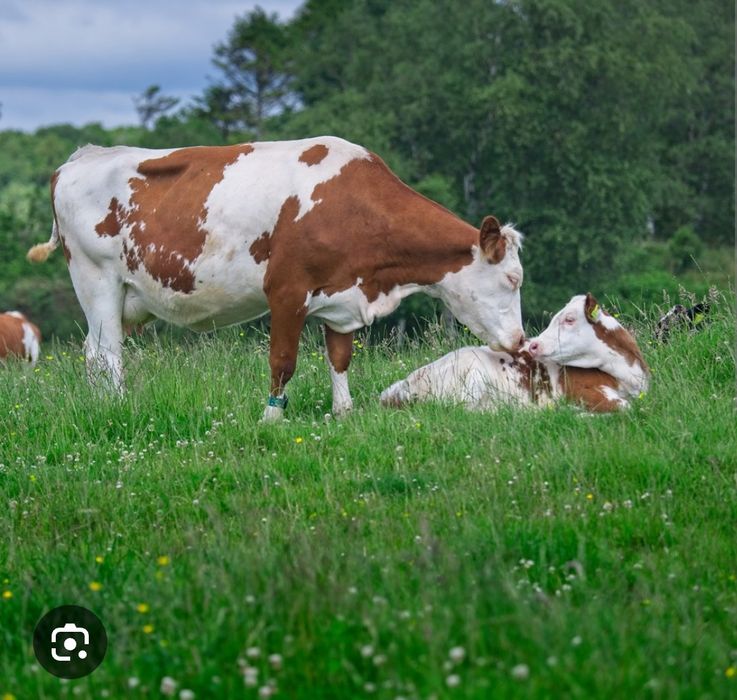 Sut emdi smental buzoqlar sotiladi