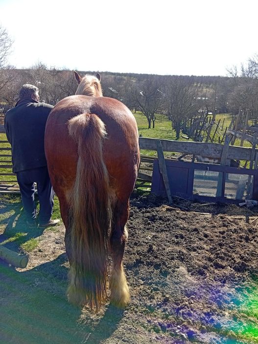 Vand iapa de 5 ani adusa din polonia acte tot merge bine iapa